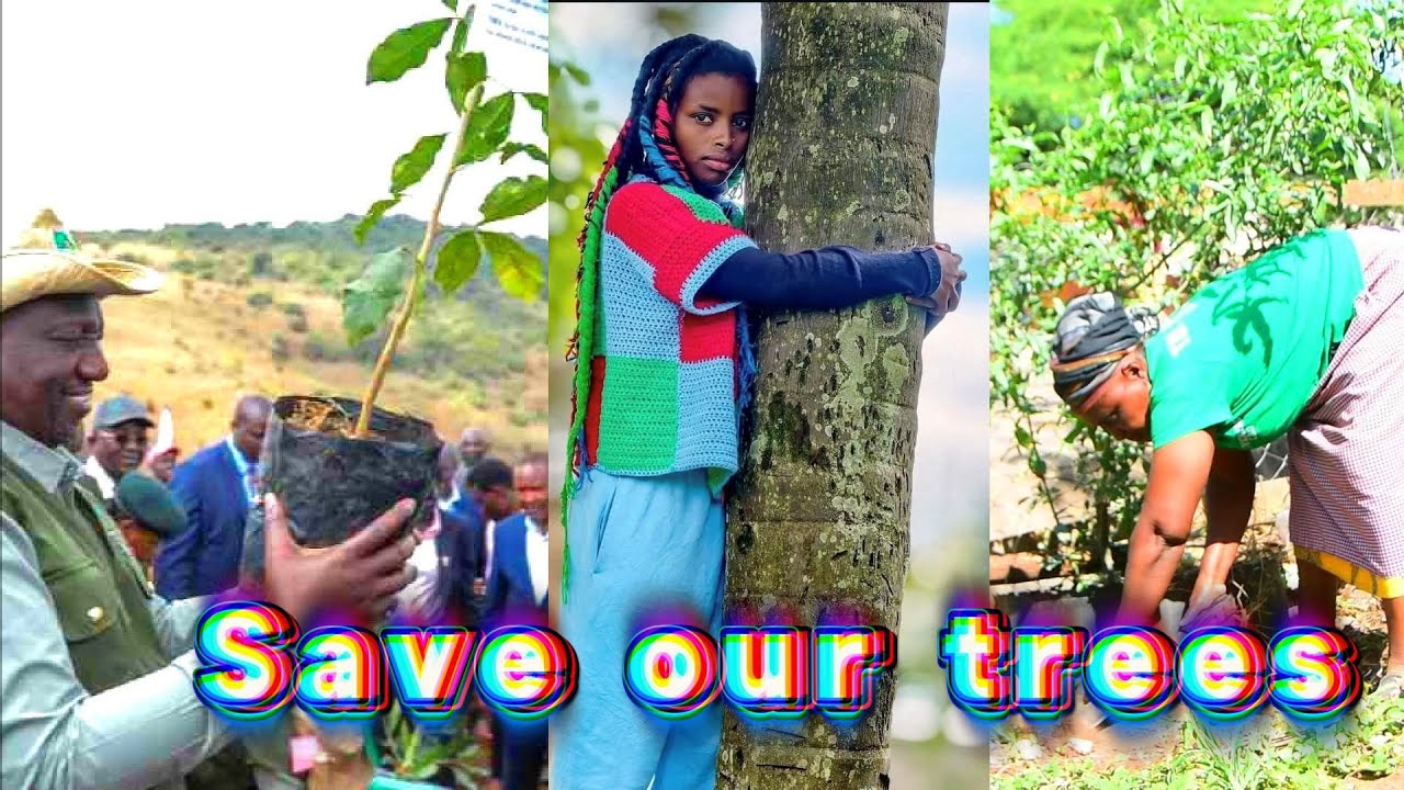 Mzalendo CBO calls for support in conservation as Isiolo town greening effort faces challenges