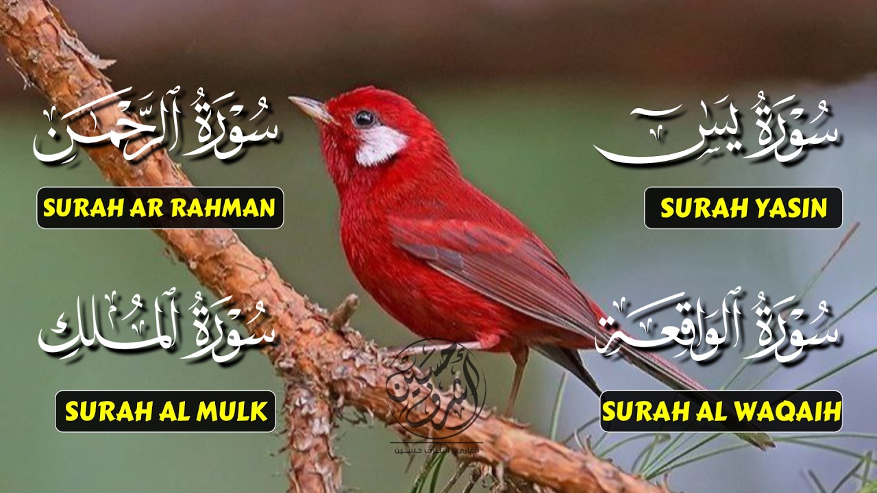 Very Nice Voice Surah Yaseen | Surah Rahman | Surah Waqiah | Surah Mulk l Reciter Ashraf Hussain 060