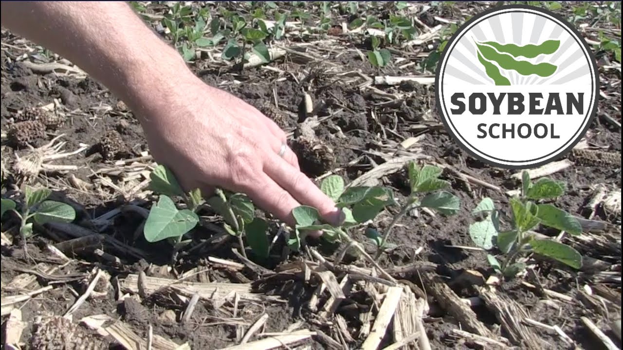 Soybean School: Counting plants to assess stand establishment