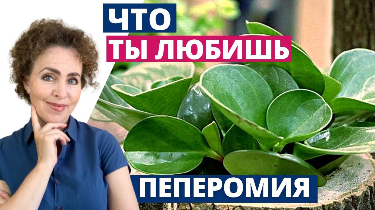 ПЕПЕРОМИЯ Тонкости Ухода