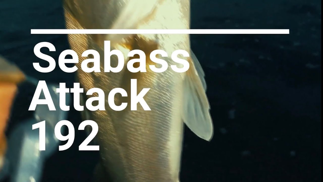 【Seabass Attack 192】汽水湖 【シーバス】