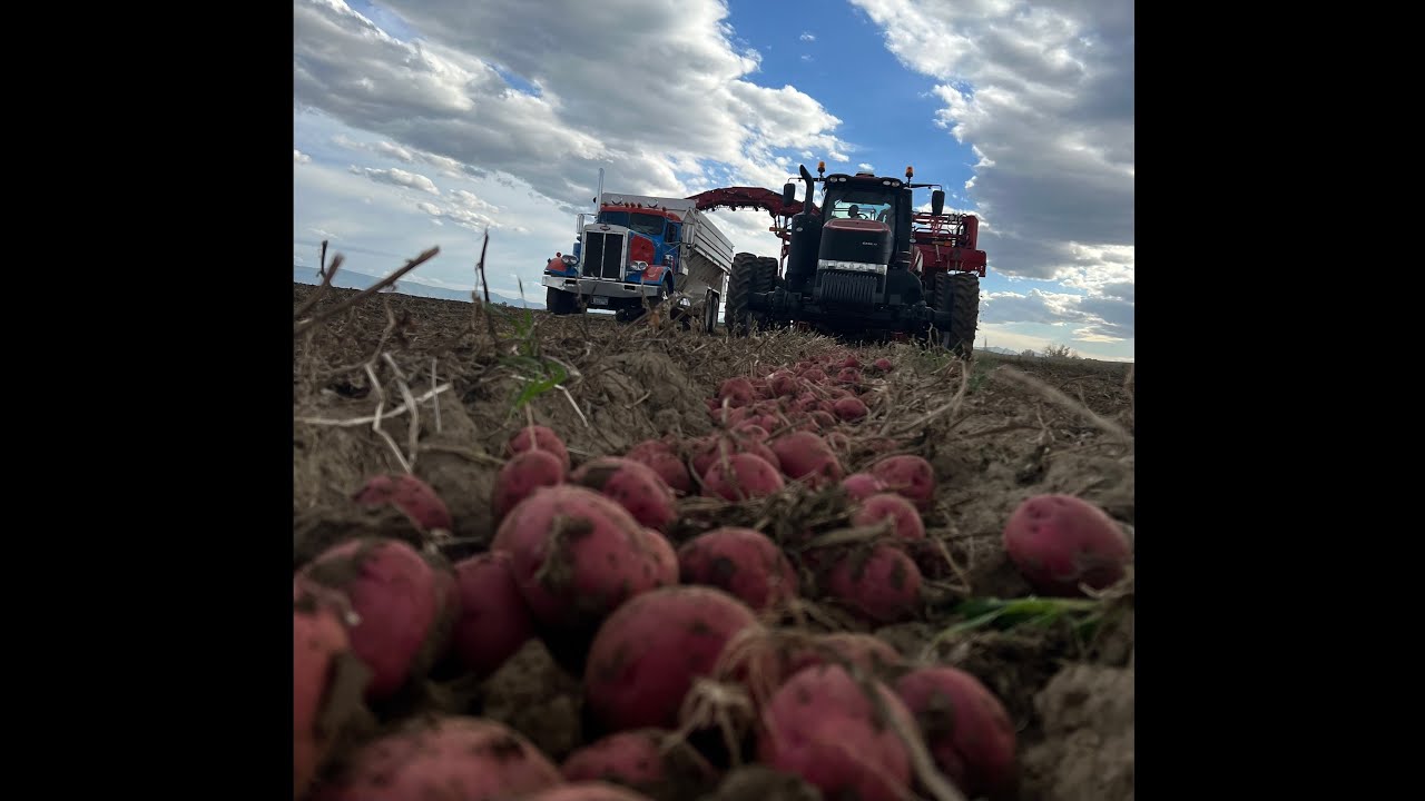 Potato Harvest With Spudnik 6621 Airsep
