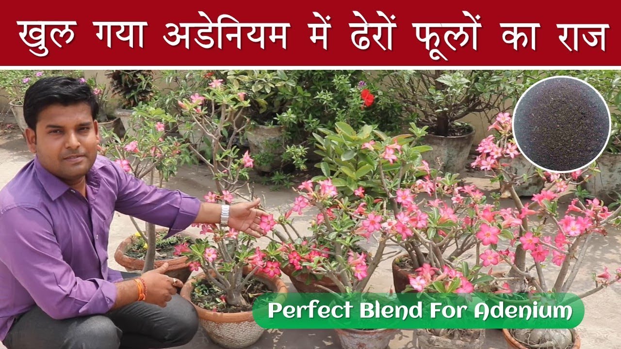 Adenium food खुल गया अडेनियम में ढेरों फूल का राज Revealing the Secret of Flowers in Adenium Plant