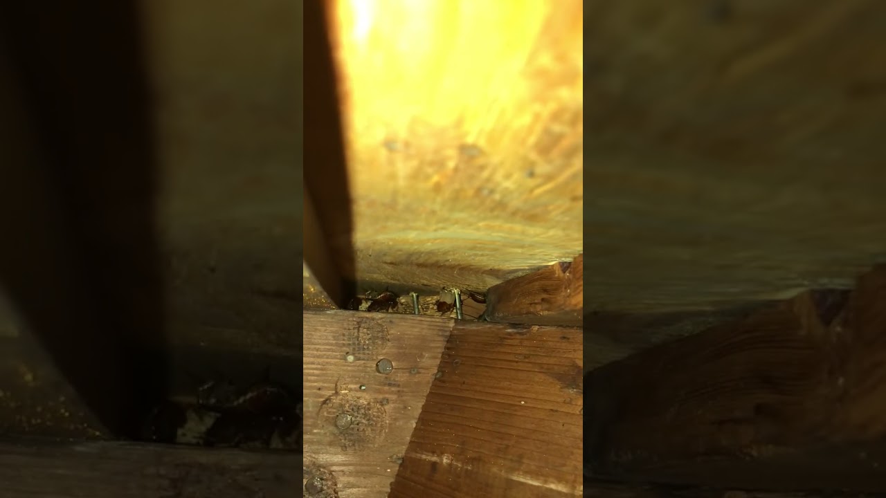 Getting Rid of Attic Cockroaches | Versa-Tech® | LA County Pest Control