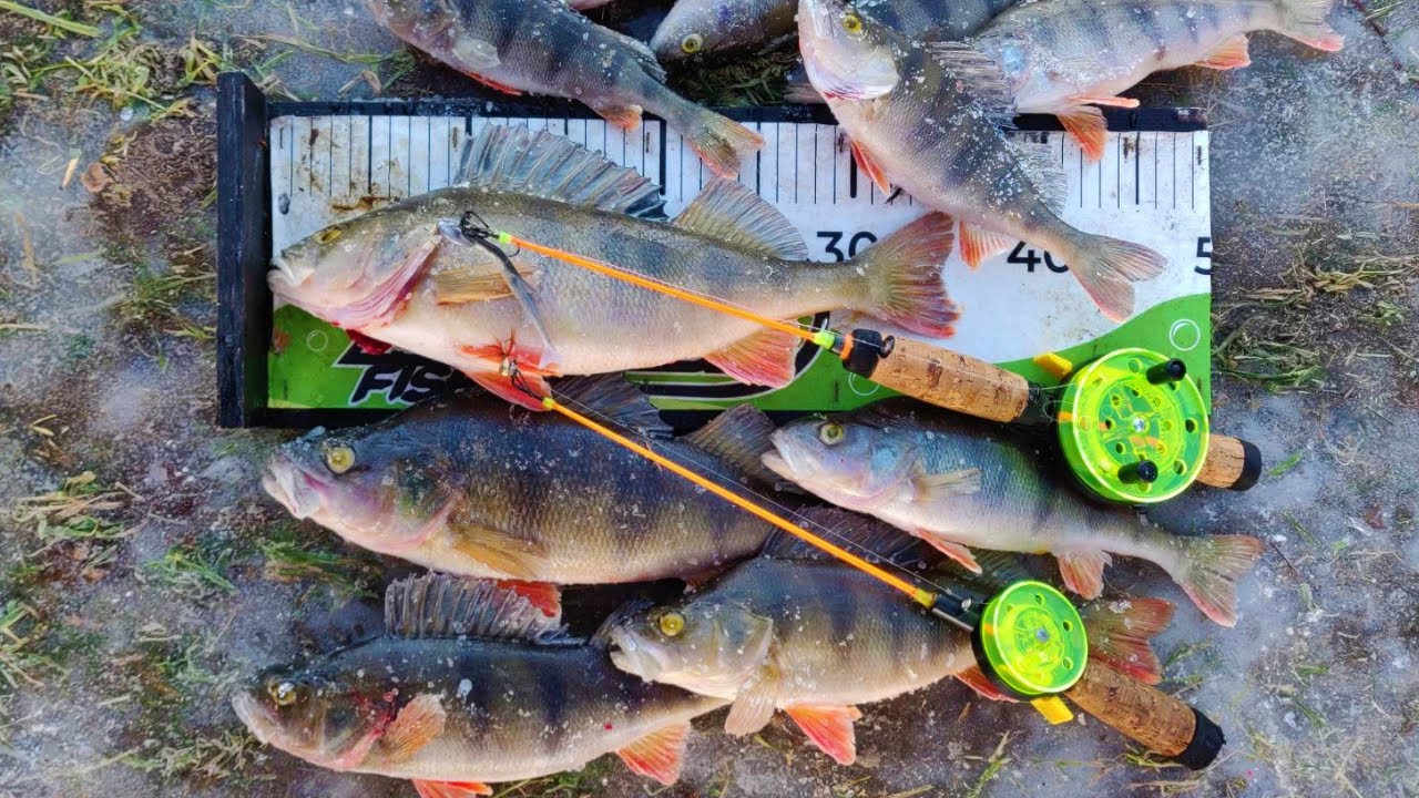 ICEFISHING PERCH WITH 2D/LIVE SONAR!