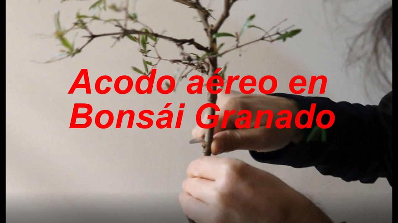 Acodo aéreo en bonsái Granado