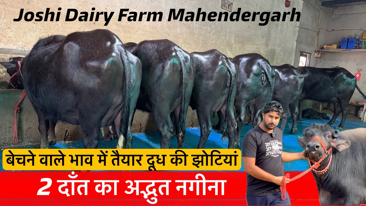 🔴2 दाँत के अद्भुत नगीने के साथ तैयार दूध की झोटियां।JOSHI DAIRY FARM.☎️9813362304.