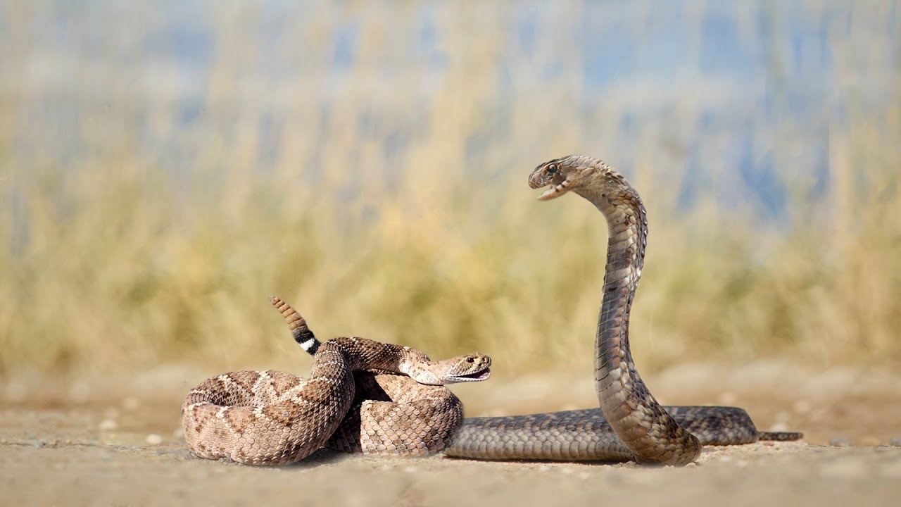 Can A King Snake Kill A Rattlesnake?