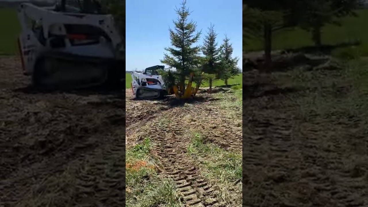 Transplanting trees