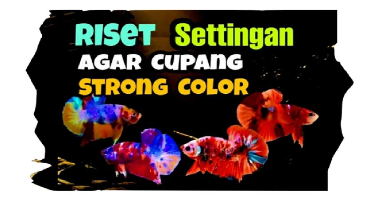 TIPS || Cara kontrasin warna cupang, cara setting warna cupang
