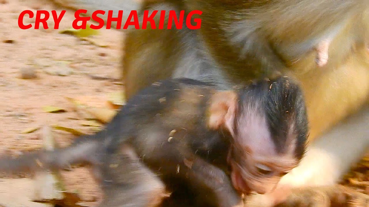 I never see mom hate own baby monkey Anissa like this