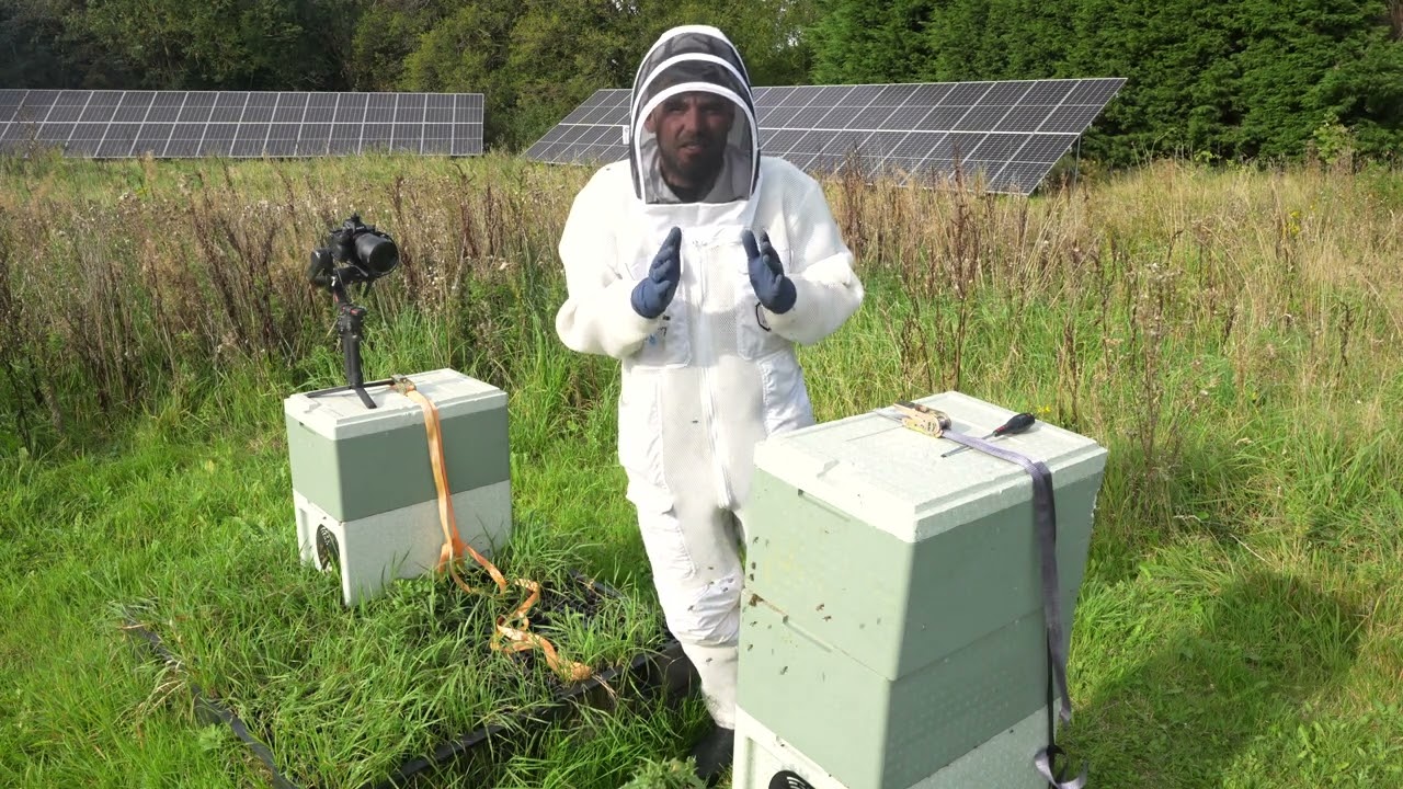 Bees Are Robbing Like CRAZY!