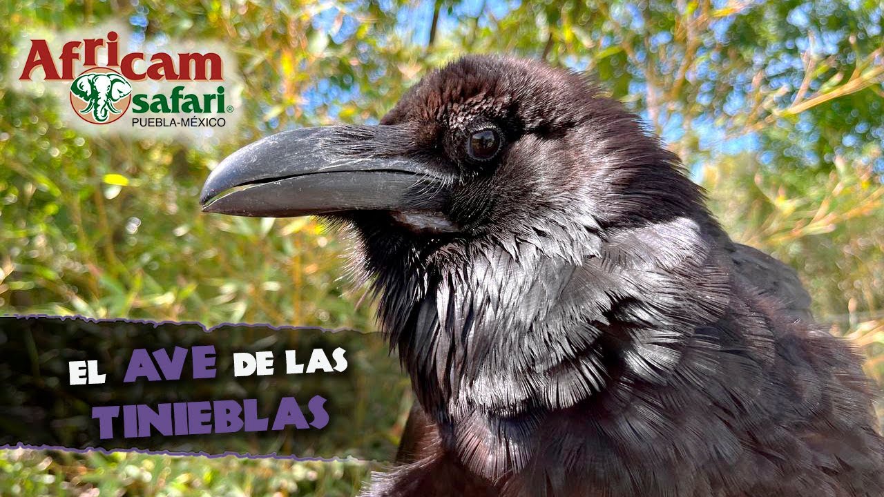 La sorprendente inteligencia del cuervo en Africam Safari con Gregory Camacho