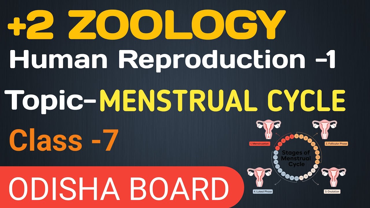Zoology Class12th Chapter 1||Menstrual Cycle||Chse Board Odisha