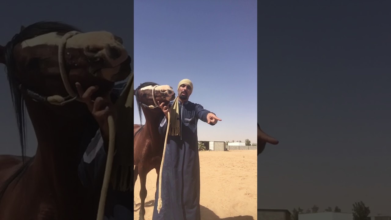 انطلاق وتفلت الحصان وصعوبة توقيفه / الأسباب والحلول