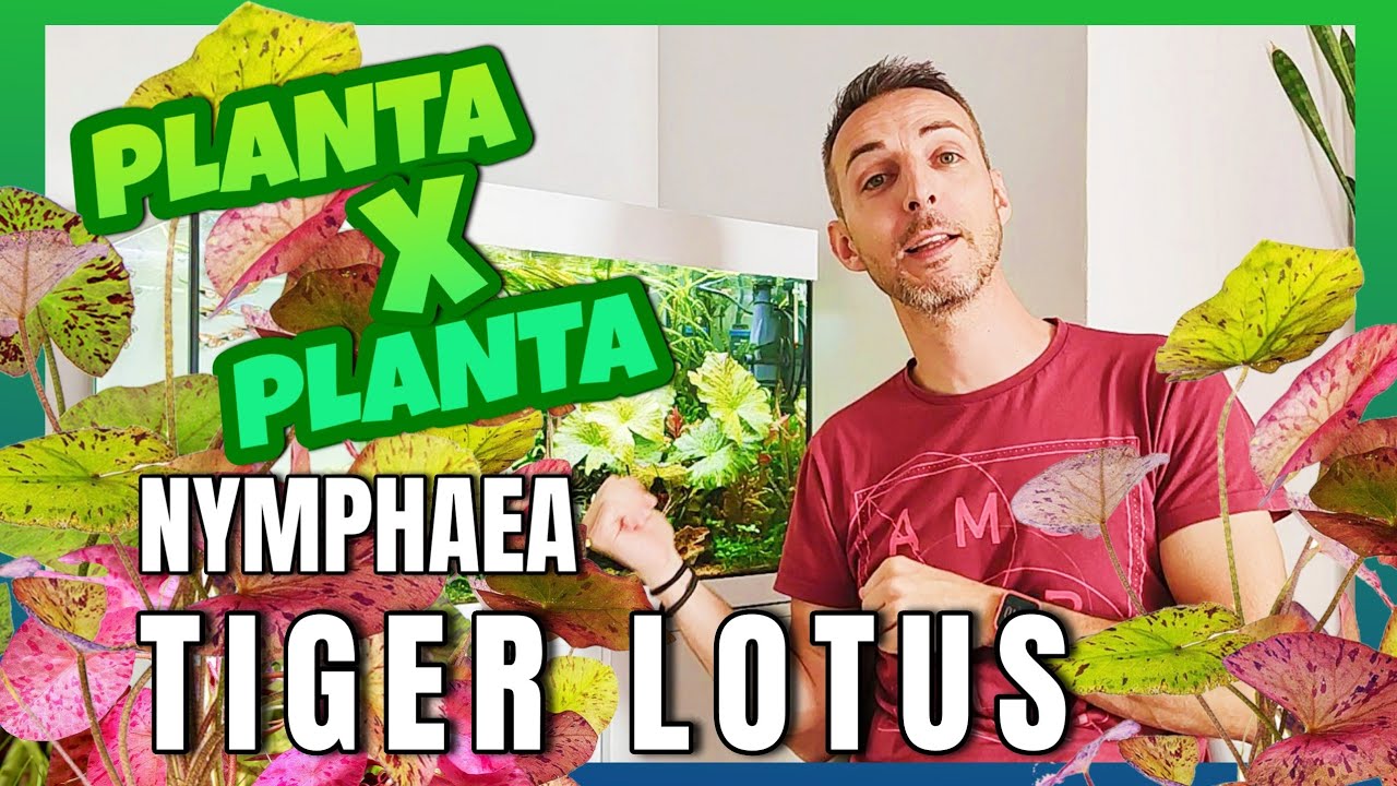 🟢 #10 🌿 // Tiger LOTUS /Nymphaea // PLANTA X PLANTA // Fácil-=l[ MiTu HD ]l=-