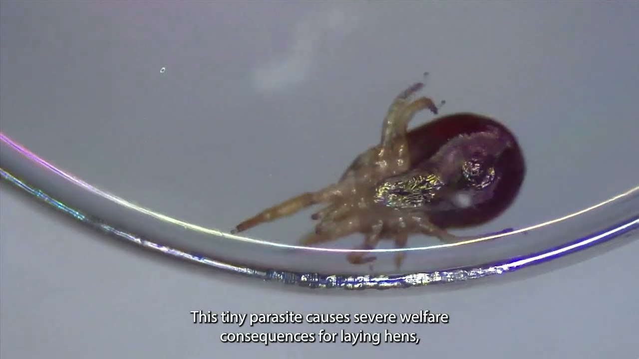 Poultry Red Mite - Naomi Defty