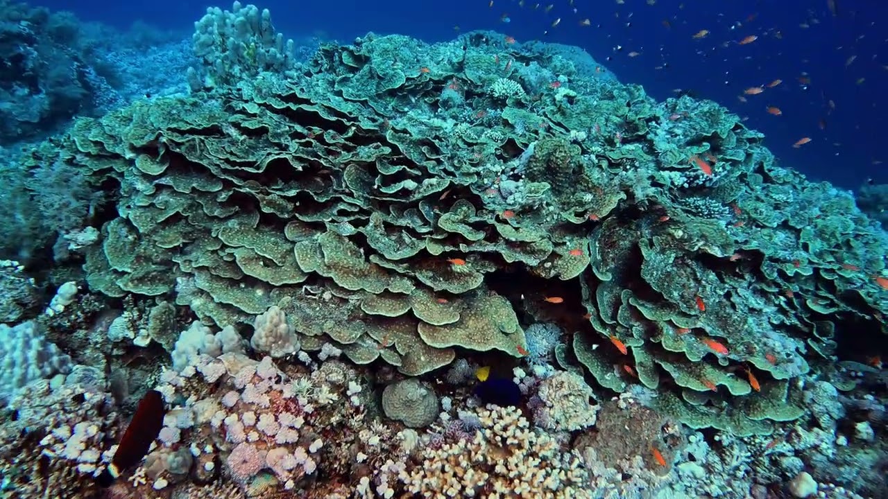 Buceo Calahonda & friends.  Mar Rojo Julio 25