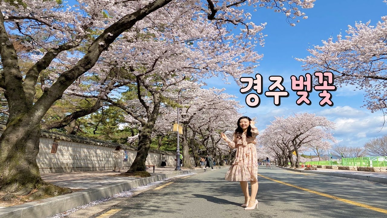 경주 벚꽃 여행 /  경주 벚꽃 명소 / 대릉원돌담길 / 보문정 / 암곡마을 / 불국사