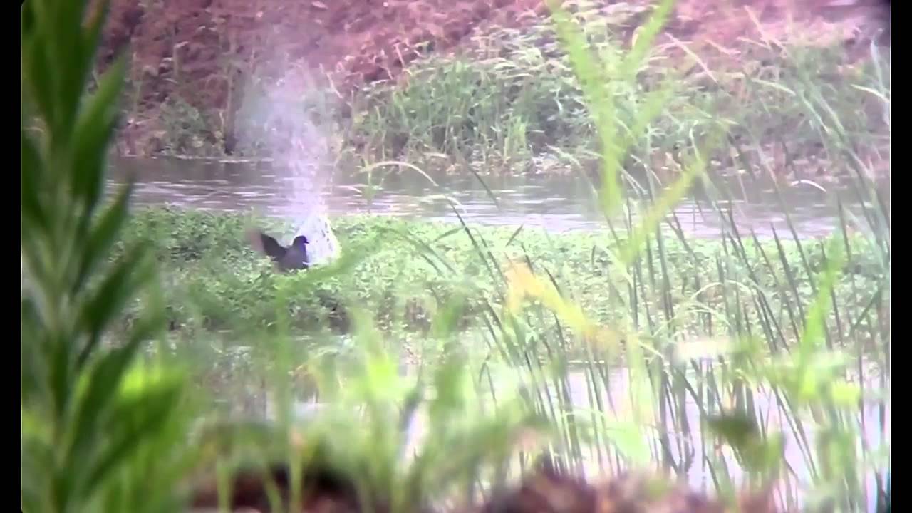 AR480 crossbow Bird hunting slow motion