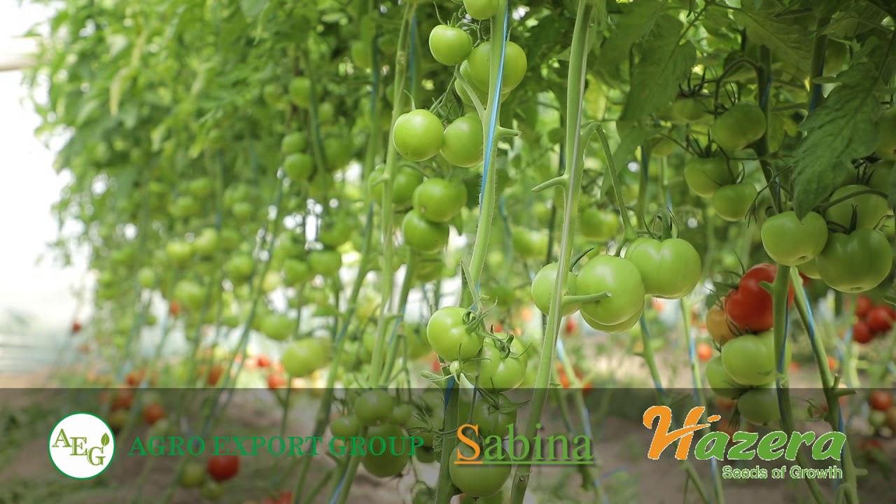 Sabina F1 Hazera / AGRO EXPORT GROUP