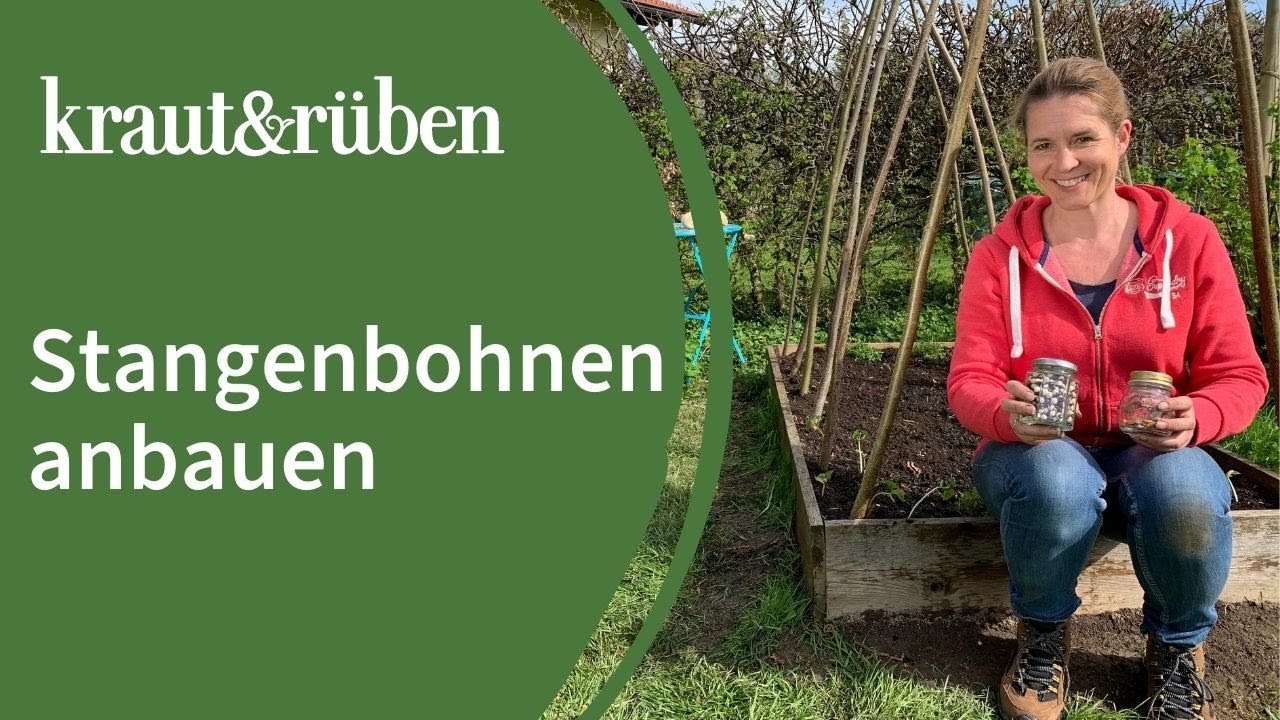 Stangenbohnen anbauen | Bohnengerüst bauen