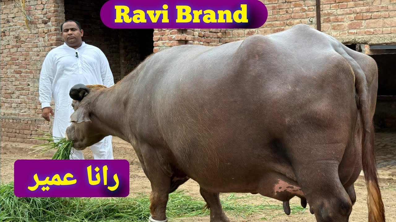 High Milking Ravi Buffaloes || Rana Umair Dairy Farm || Hafiz Azhar Jutt 