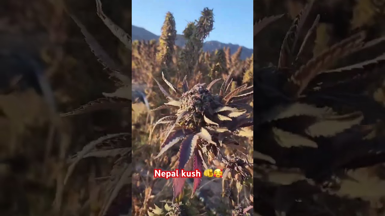Nepal Kush 🇳🇵 || Himalayan || marijuana || weed
