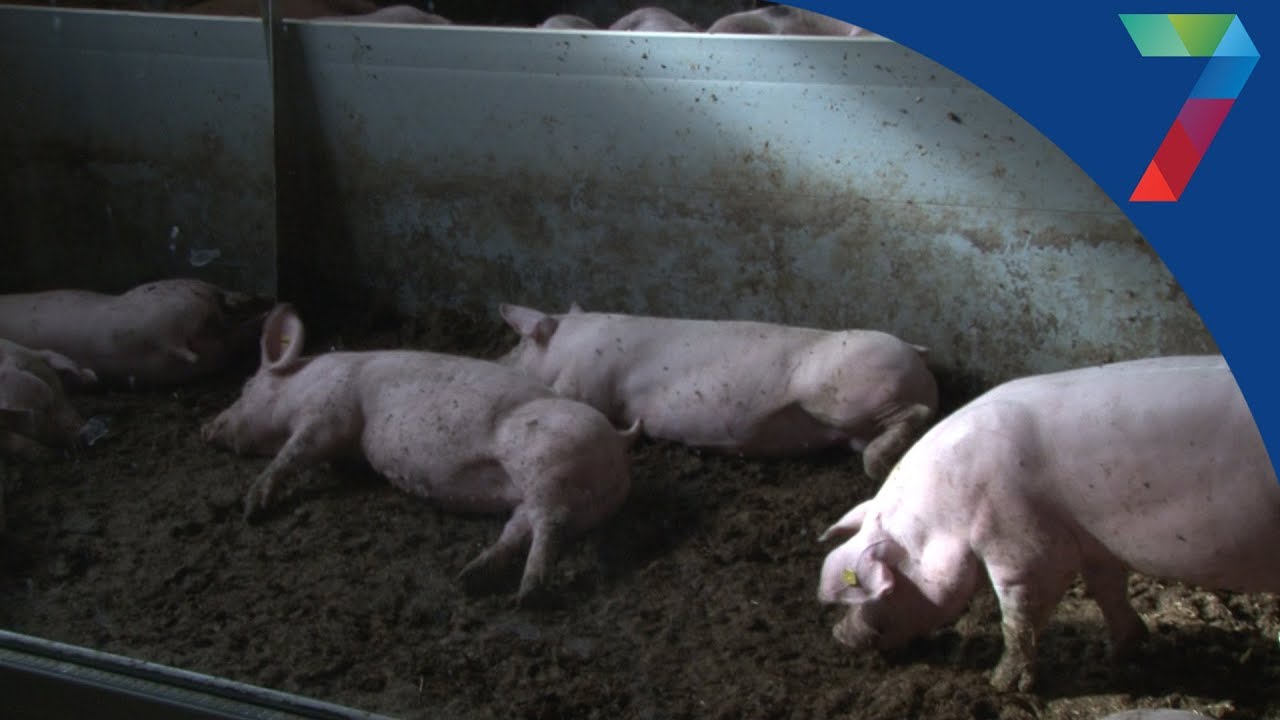 Varkenshouders Beuningen en Afferden vrezen herhaling 1997