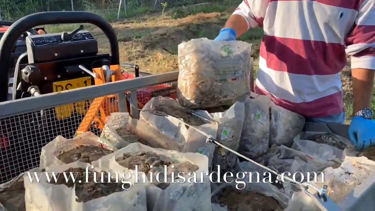 COLTIVARE I FUNGHI CARDONCELLI come smaltire le ballette esauste Dolceluna Sardegna
