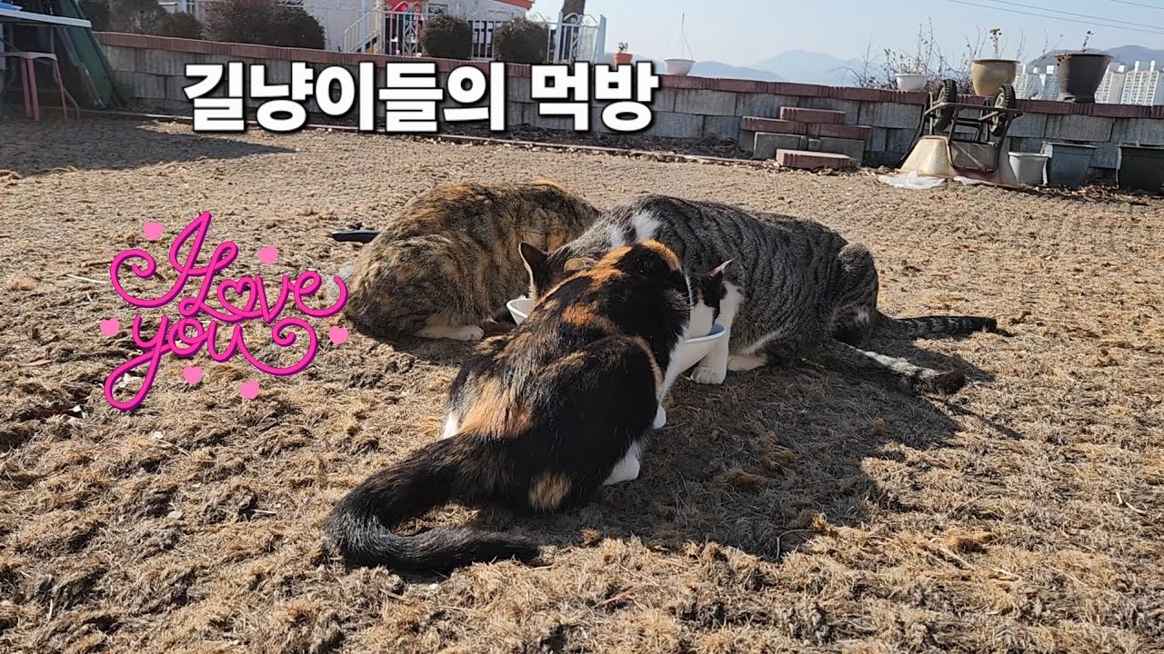 고양이 먹방~♡#고양이 #길냥이구조 #korea 