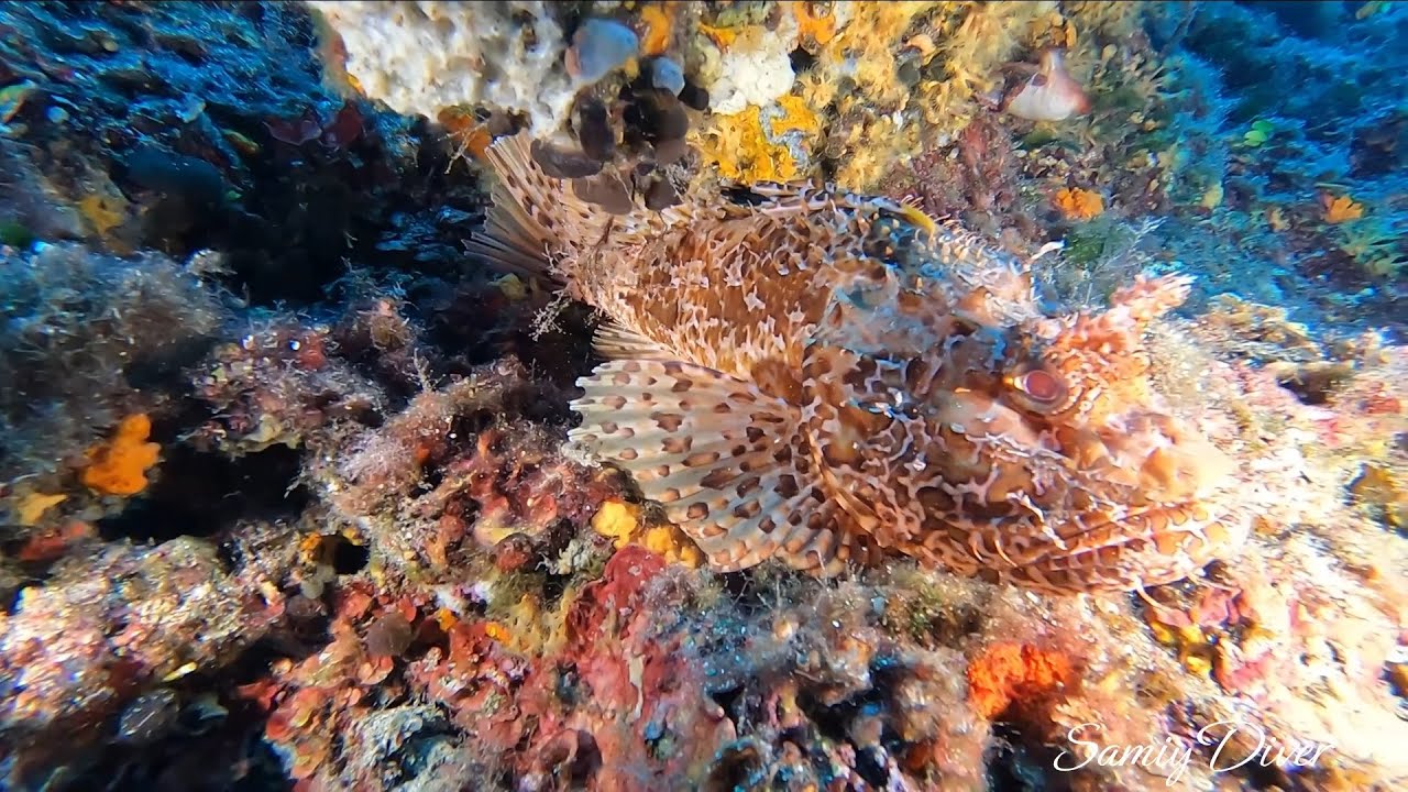 Let's be happy like a scorpion fish in Port Cros national park