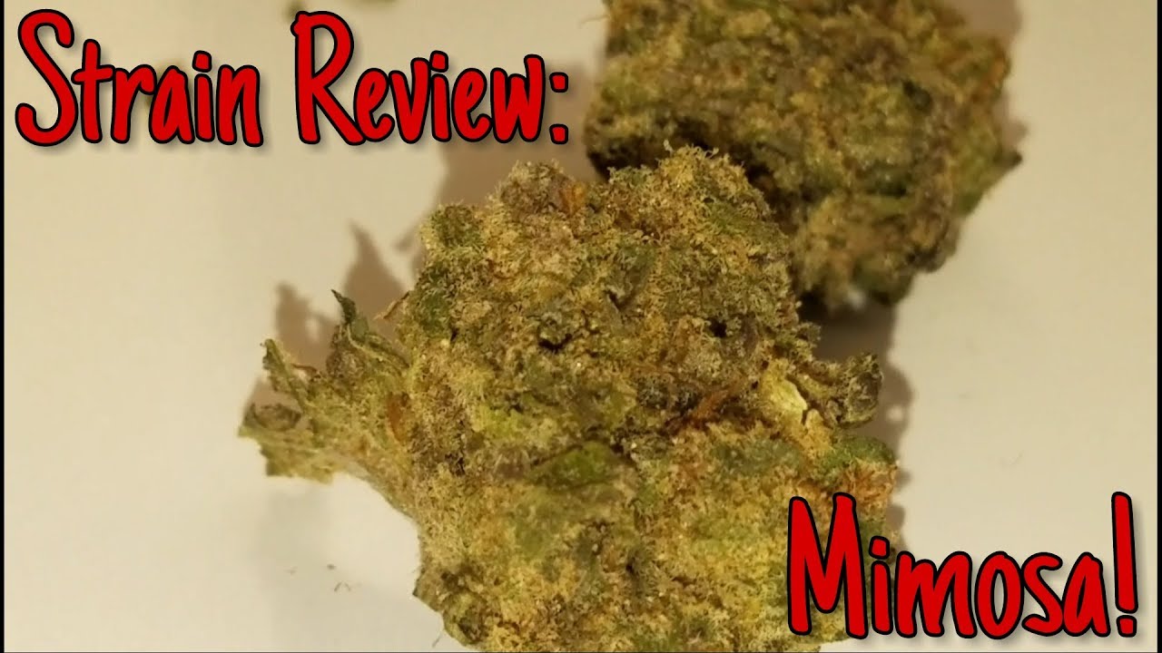 Strain Review: Mimosa!