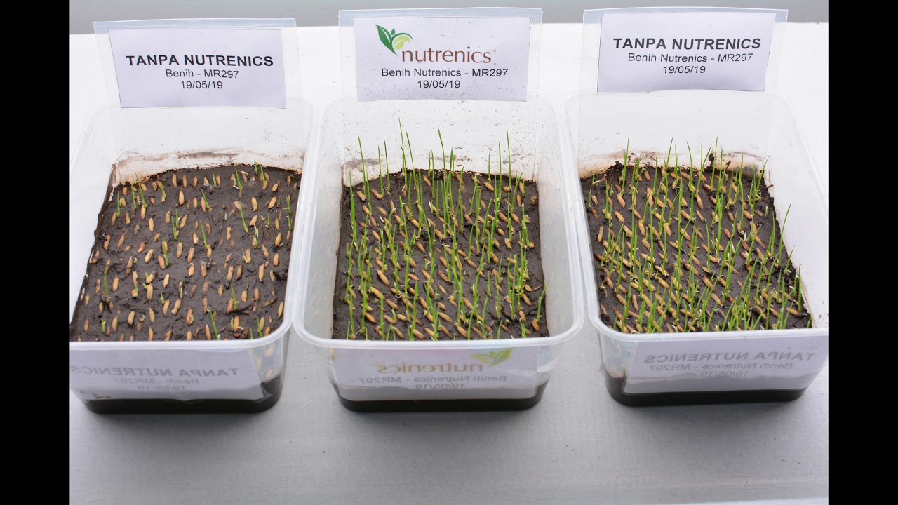 Rice Germination TimeLapse (5 Days) With Nutrenics