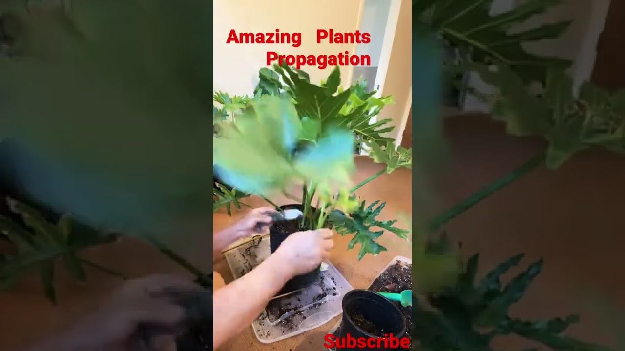 How To Propagate Philodendron Sellom (more details in my long vedio)#Short