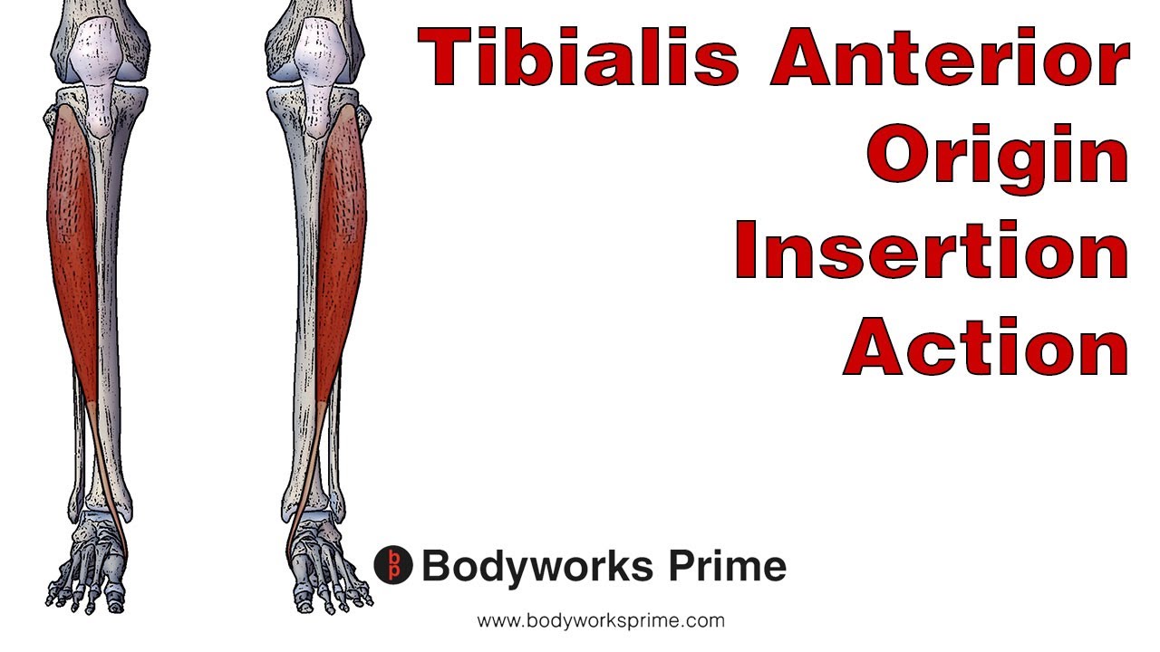 Tibialis Anterior Anatomy: Origin, Insertion and Action
