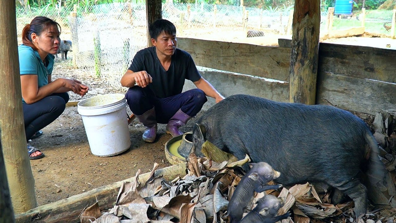 TU & DAU happily welcomed the new born wild boar herd. Cook nutritious food for mother pigs
