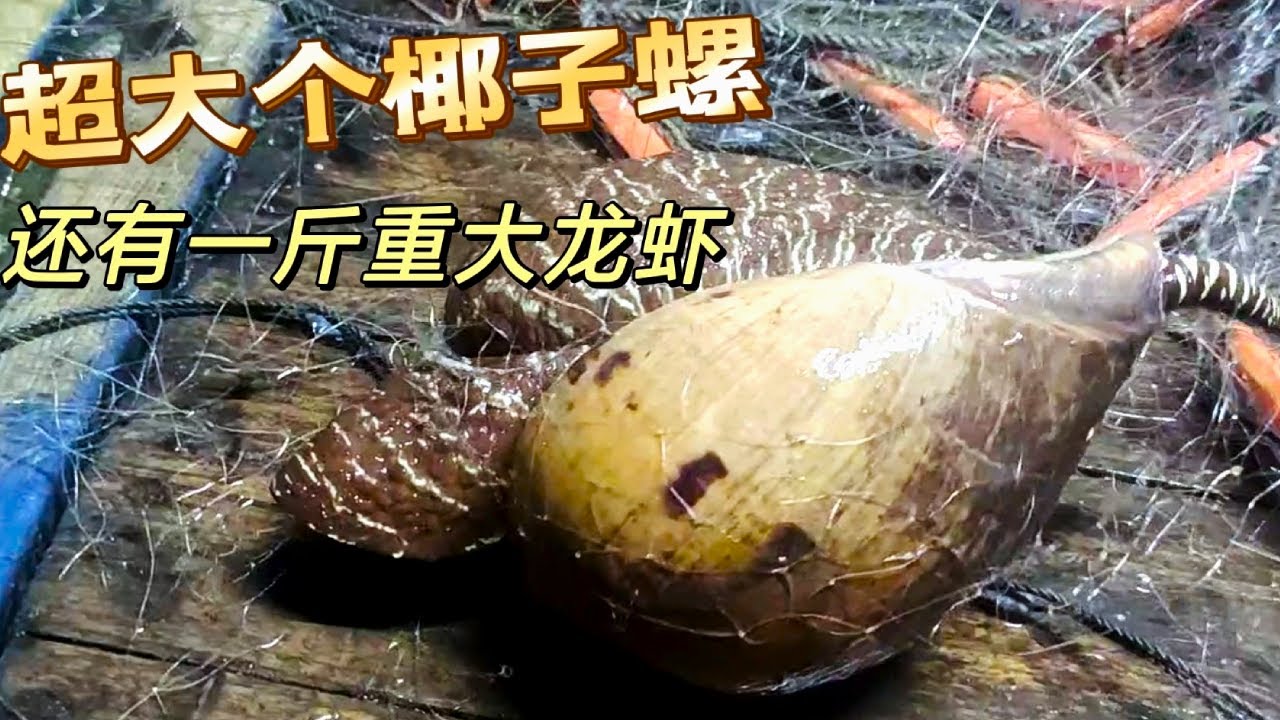 运气爆发了！收获超大个的椰子螺！还有一斤重的大龙虾！