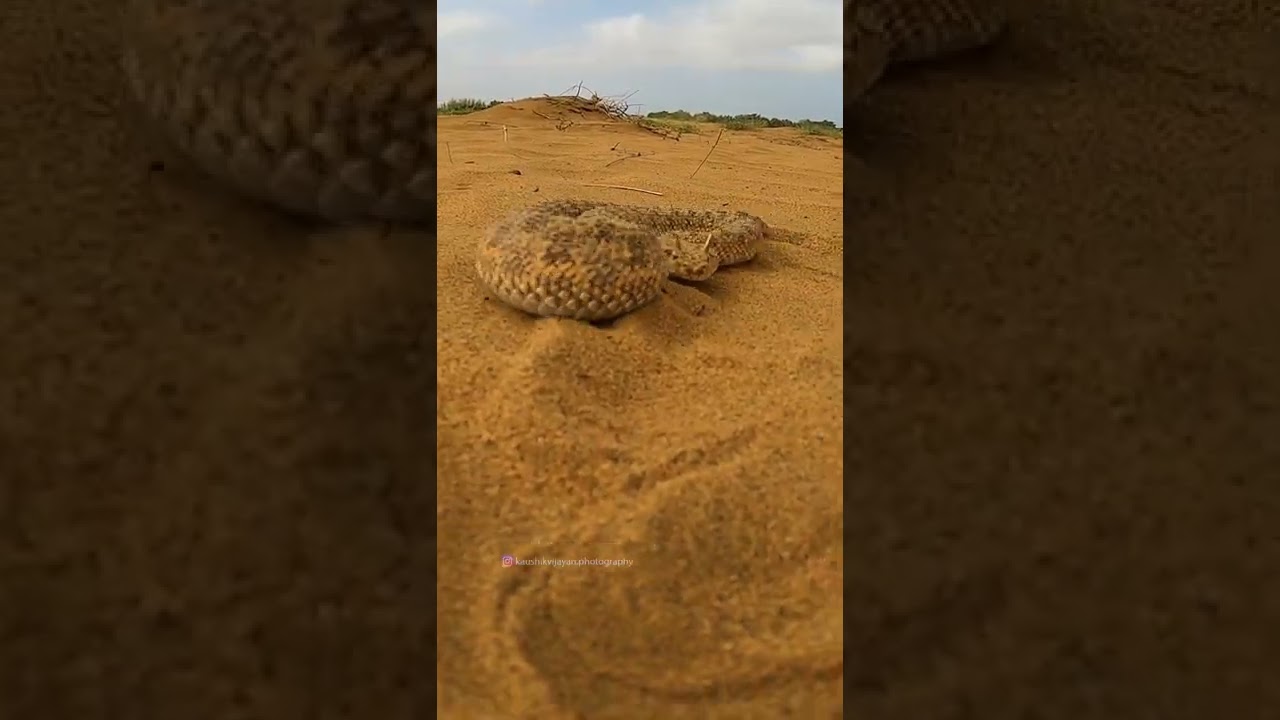Horned desert viper attack | Snake attack Video
