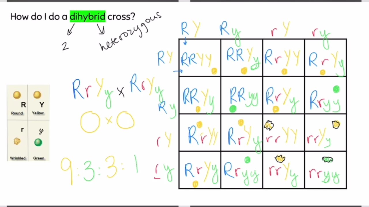 Dihybrid Cross Punnett Square Tutorial - Mendelian Genetics and Ratios