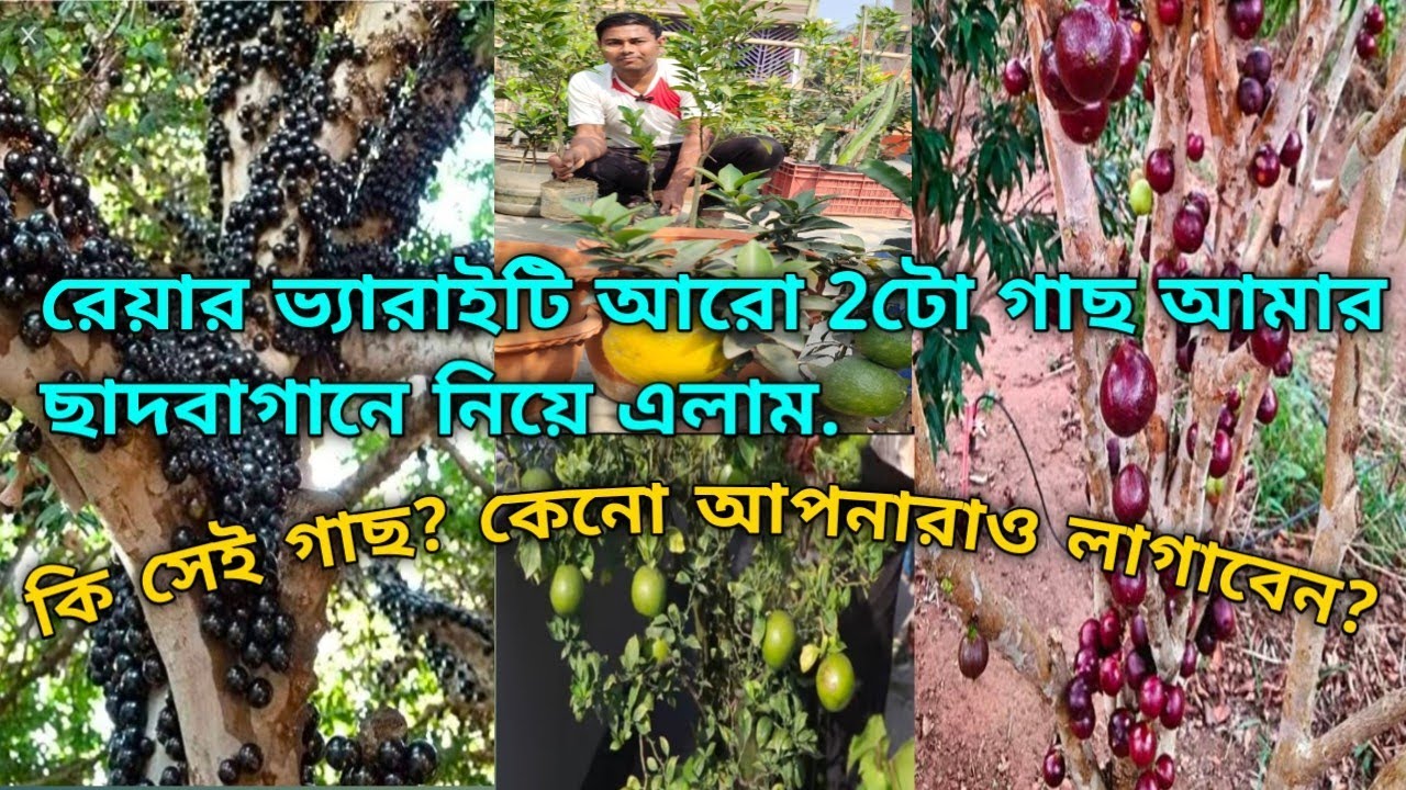 ছাদবাগানের ইউনিক ফ্রুট.Red Hybrid Jabotikaba