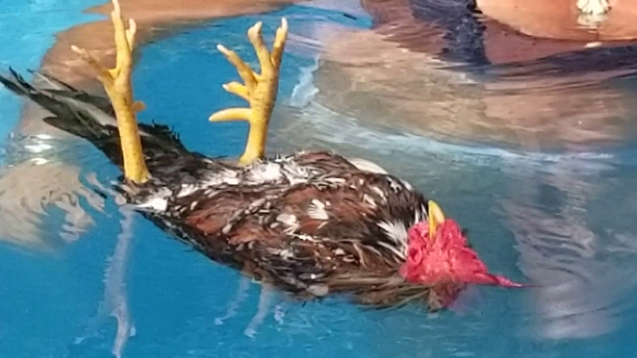 Henry, our pet rooster