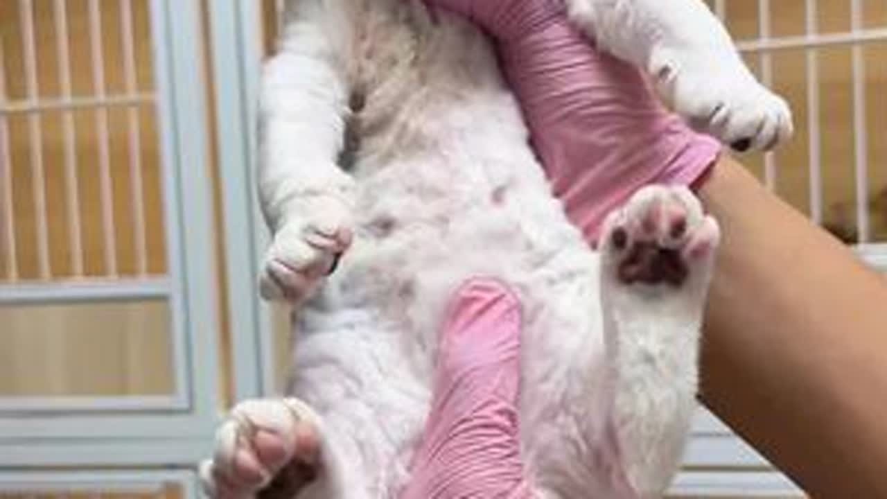 用心繁育，才能养出好猫，期待养户姐姐的猫崽#家富说猫