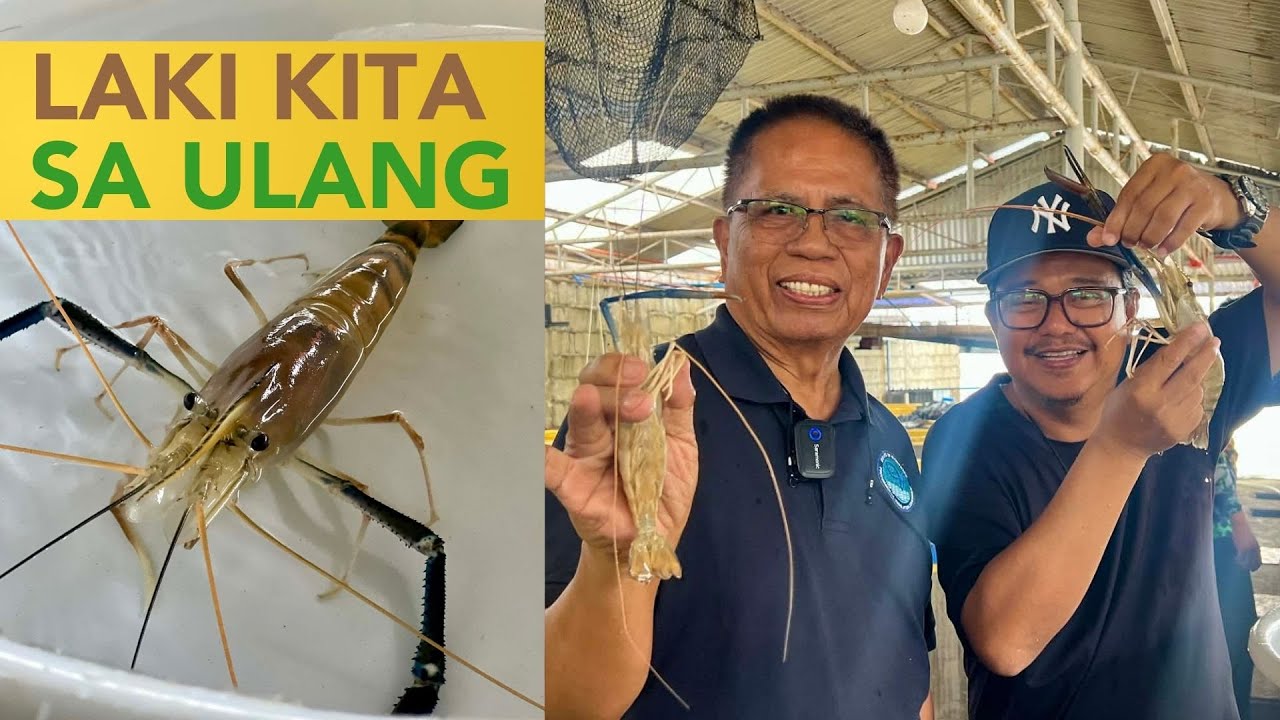 Aquaculture Giant Fresh Water Prawn o ULANG: Requirement sa Pag-aalaga? Gano Kalaki ang Kita?
