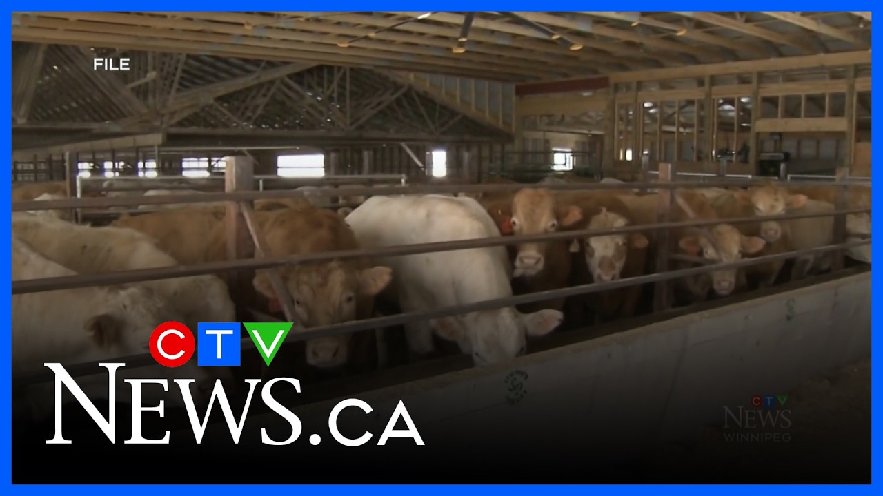 Beef producers calling for accurate elk count