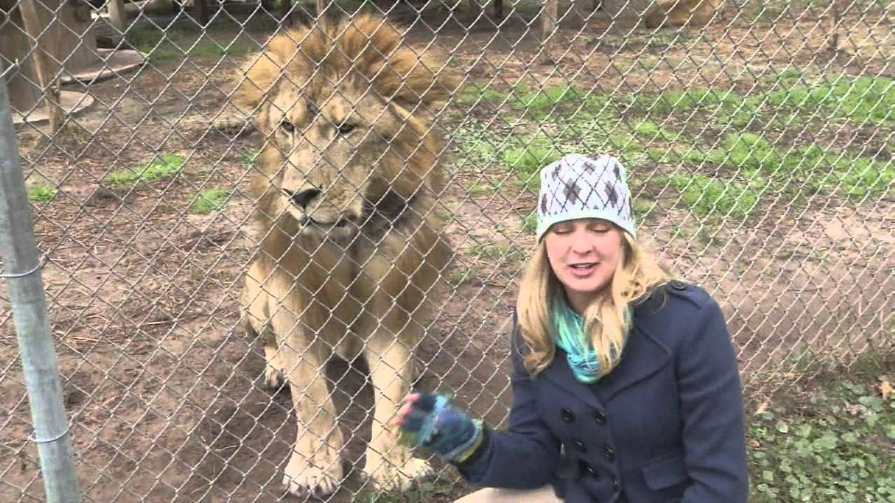 Lion Attacks News Reporter