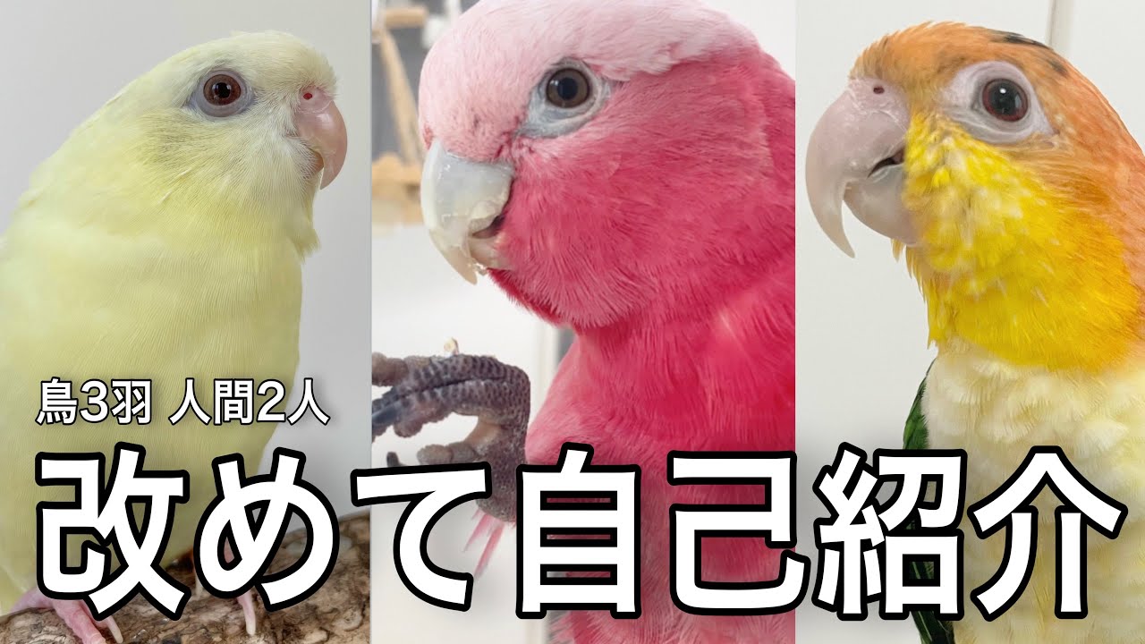【インコ】改めて3羽の自己紹介！ ※飼い主顔出しあります