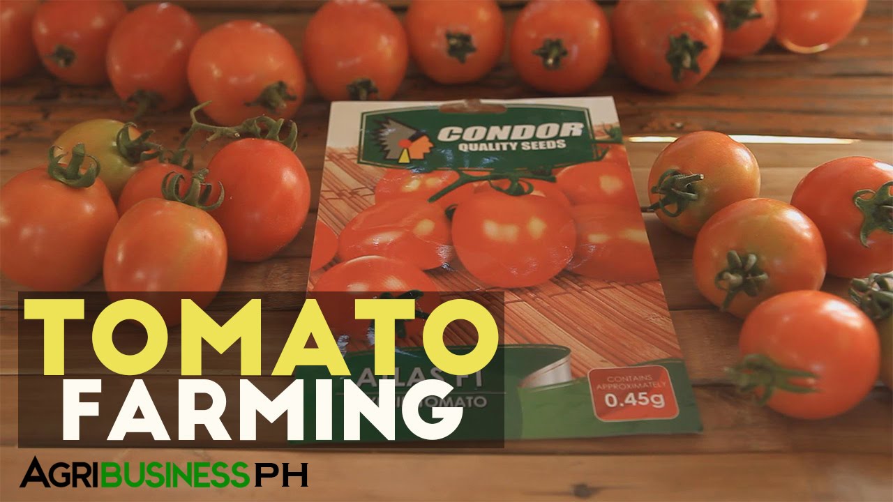 How to grow tomato : Step by stem growing tomatoes from seed | Agribusiness How It Works
