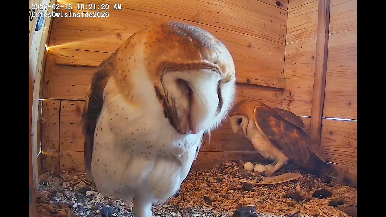 Eric's Barn Owl Nest Cam Live Stream