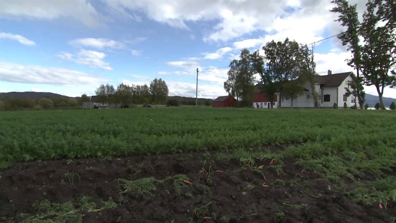 Fauske-Filmen 2013